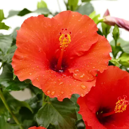 Il Nido アパート ラクイラ