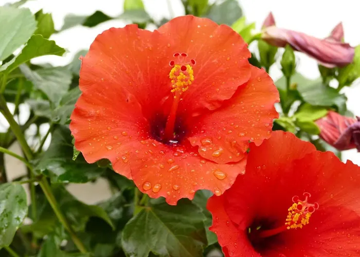 Il Nido Appartement LʼAquila